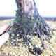Yamadori Juniperus chinensis - jalovec - 5/6