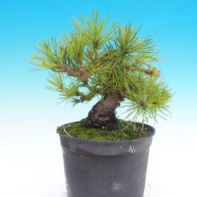 Pinus thunbergii - Borovice thunbergova - 5