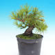 Pinus thunbergii - Borovice thunbergova - 5/5