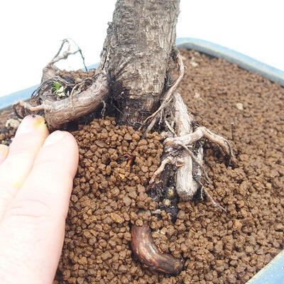 Venkovní bonsai - Pinus mugo   - Borovice kleč - 5
