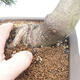 Venkovní bonsai - Pinus mugo   - Borovice kleč - 5/5
