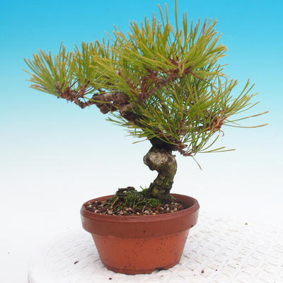 Pinus Densiflora - borovice červená - 5