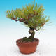 Pinus Densiflora - borovice červená - 5/5