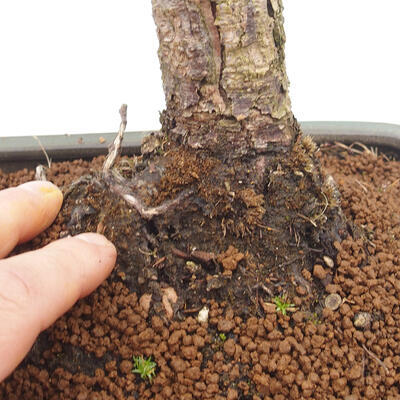 Venkovní bonsai - Pinus sylvestris Watereri  - Borovice lesní - 5