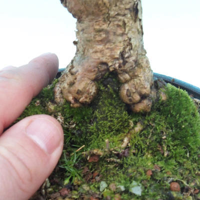 Venkovní bonsai - hortenzie - 5
