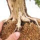 Venkovní bonsai - Juniperus chinensis -Jalovec čínský - 5/6