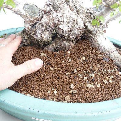 Venkovní bonsai -Carpinus CARPINOIDES - Habr korejský VB2020-566 - 5