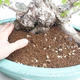 Venkovní bonsai -Carpinus CARPINOIDES - Habr korejský VB2020-566 - 5/5