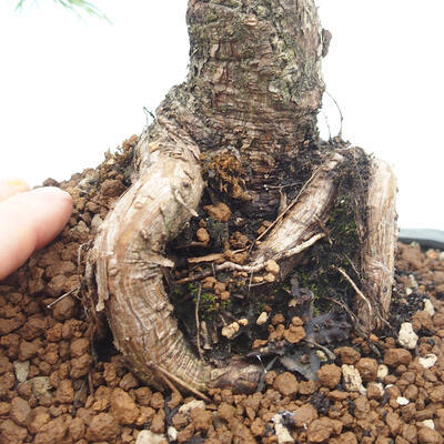Venkovní bonsai - Pinus mugo   - Borovice kleč - 5