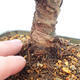 Venkovní bonsai - Zelkova - Zelkova NIRE - 5/5