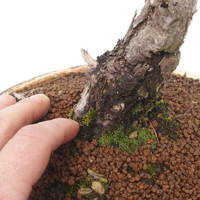 Vonkajší bonsai - Pinus sylvestris - Borovica lesná - 5