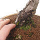 Vonkajší bonsai - Pinus sylvestris - Borovica lesná - 5/5