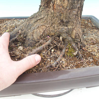 Venkovní bonsai -Japonská meruňka - Prunus Mume - 5