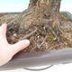 Venkovní bonsai -Japonská meruňka - Prunus Mume - 5/7