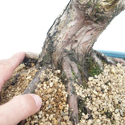 Venkovní bonsai - Juniperus chinensis -Jalovec čínský - 5