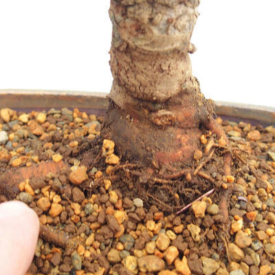 Venkovní bonsai - Zelkova - Zelkova NIRE - 5