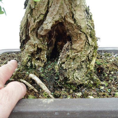 Venkovní bonsai - Trnovník  Akát - Robinia pseudoacacia - 5
