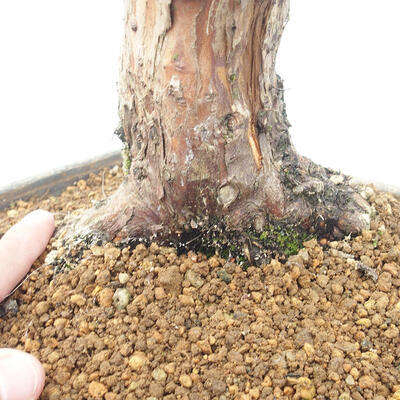 Venkovní bonsai - Juniperus chinensis -Jalovec čínský - 5