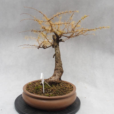 Venkovní bonsai -Modřín opadavý - Larix decidua - 5