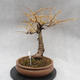 Venkovní bonsai -Modřín opadavý - Larix decidua - 5/6