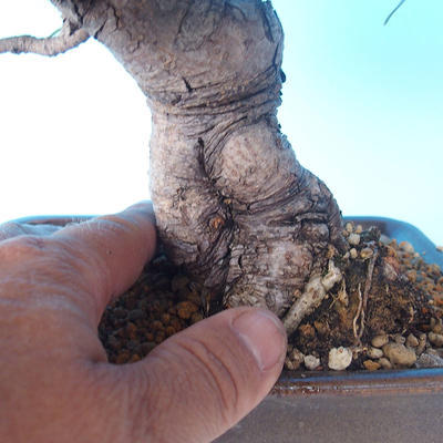 Pinus thunbergii - Borovice thunbergova - 5