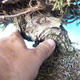 Venkovní bonsai - Juniperus chinensis ITOIGAWA - Jalovec čínský - 5/6