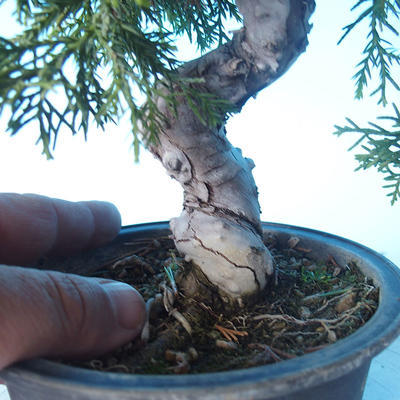 Venkovní bonsai - Juniperus chinensis ITOIGAWA - Jalovec čínský - 5
