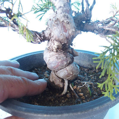 Venkovní bonsai - Juniperus chinensis ITOIGAWA - Jalovec čínský - 5