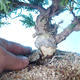 Venkovní bonsai - Juniperus chinensis ITOIGAWA - Jalovec čínský - 5/6