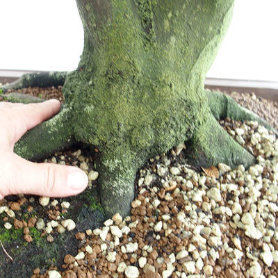 Venkovní bonsai - Habr obecný - Carpinus betulus VB2019-26689 - 5