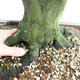 Venkovní bonsai - Habr obecný - Carpinus betulus VB2019-26689 - 5/5