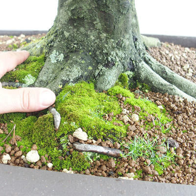 Venkovní bonsai - Habr obecný - Carpinus betulus VB2019-26690 - 5