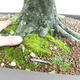 Venkovní bonsai - Habr obecný - Carpinus betulus VB2019-26690 - 5/5