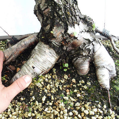 Venkovní bonsai - Betula verrucosa - Bříza bělokorá  VB2019-26695 - 5