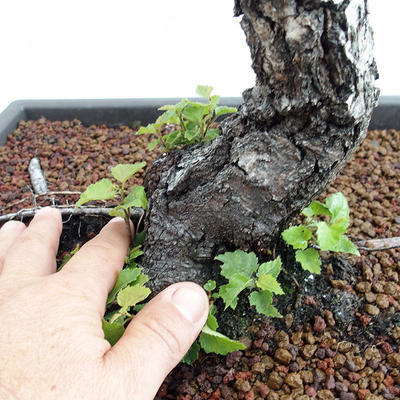 Venkovní bonsai - Betula verrucosa - Bříza bělokorá  VB2019-26697 - 5