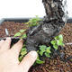 Venkovní bonsai - Betula verrucosa - Bříza bělokorá  VB2019-26697 - 5/5