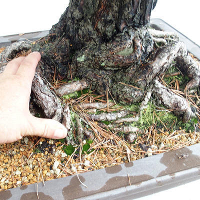 Venkovní bonsai - Pinus sylvestris - Borovice lesní VB2019-26699 - 5