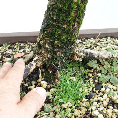 Venkovní bonsai -Larix decidua - Modřín opadavý VB2019-26704 - 5