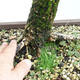 Venkovní bonsai -Larix decidua - Modřín opadavý VB2019-26704 - 5/5