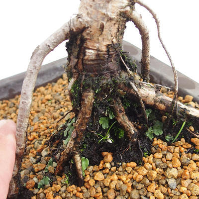 Venkovní bonsai -Larix decidua - Modřín opadavý VB2019-26707 - 5