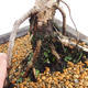 Venkovní bonsai -Larix decidua - Modřín opadavý VB2019-26707 - 5/5