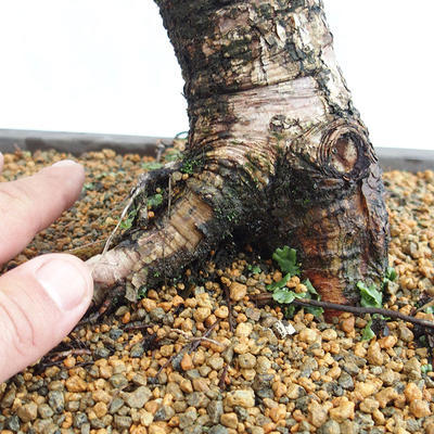 Venkovní bonsai -Larix decidua - Modřín opadavý VB2019-26708 - 5