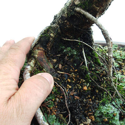 Venkovní bonsai -Larix decidua - Modřín opadavý VB2019-26709 - 5