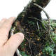 Venkovní bonsai -Larix decidua - Modřín opadavý VB2019-26709 - 5/5