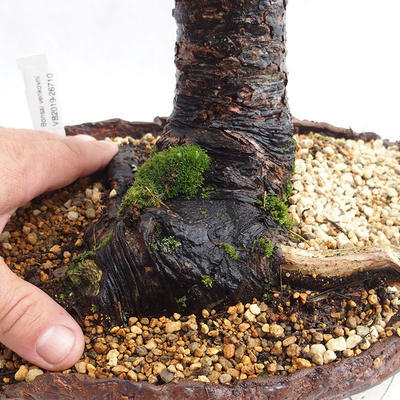 Venkovní bonsai -Larix decidua - Modřín opadavý VB2019-26710 - 5