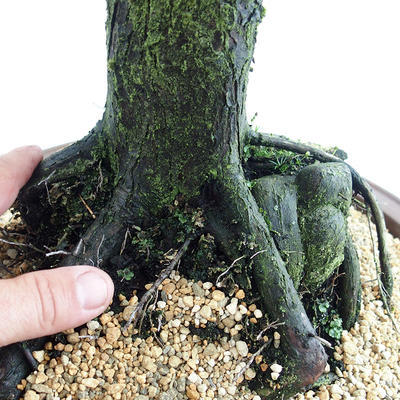 Venkovní bonsai - Metasequoia glyptostroboides - Metasekvoje čínská malolistá  VB2019-26711 - 5