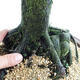 Venkovní bonsai - Metasequoia glyptostroboides - Metasekvoje čínská malolistá  VB2019-26711 - 5/6