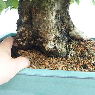 Venkovní bonsai - Habr korejsky - Carpinus carpinoides VB2019-26715 - 5