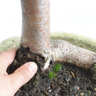 Venkovní bonsai - Lípa srdčitá - Tilia cordata 404-VB2019-26717 - 5
