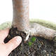 Venkovní bonsai - Lípa srdčitá - Tilia cordata 404-VB2019-26717 - 5/5